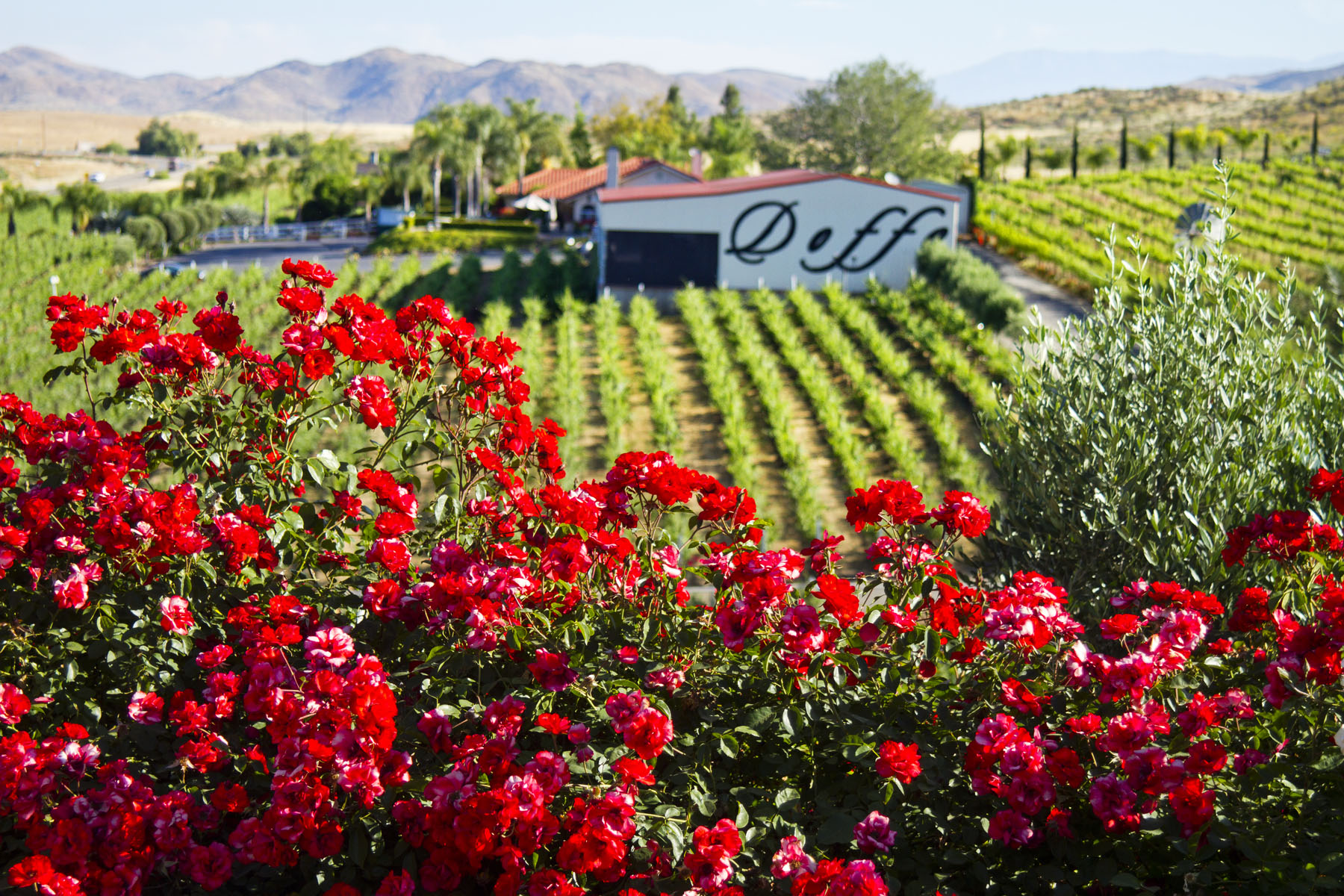 View of Doffo Winery from the Hill